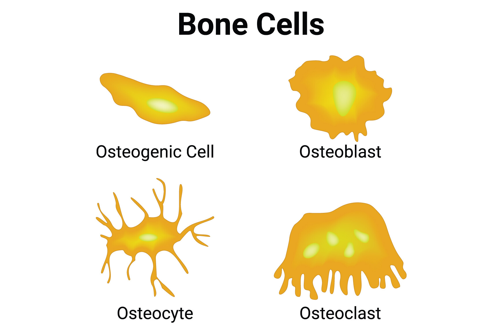 Bone Cells Science Design Vector Graphic by hamjaiu · Creative Fabrica