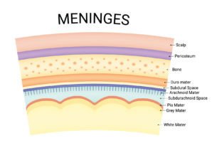 Meninges Science Design Vector Diagram Graphic by hamjaiu · Creative ...