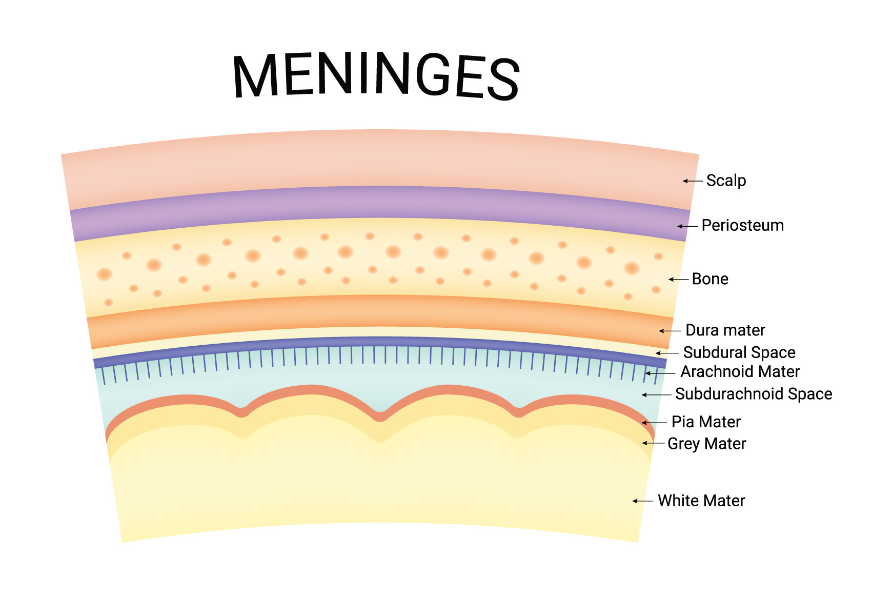 Meninges Science Design Vector Diagram Graphic by hamjaiu · Creative ...