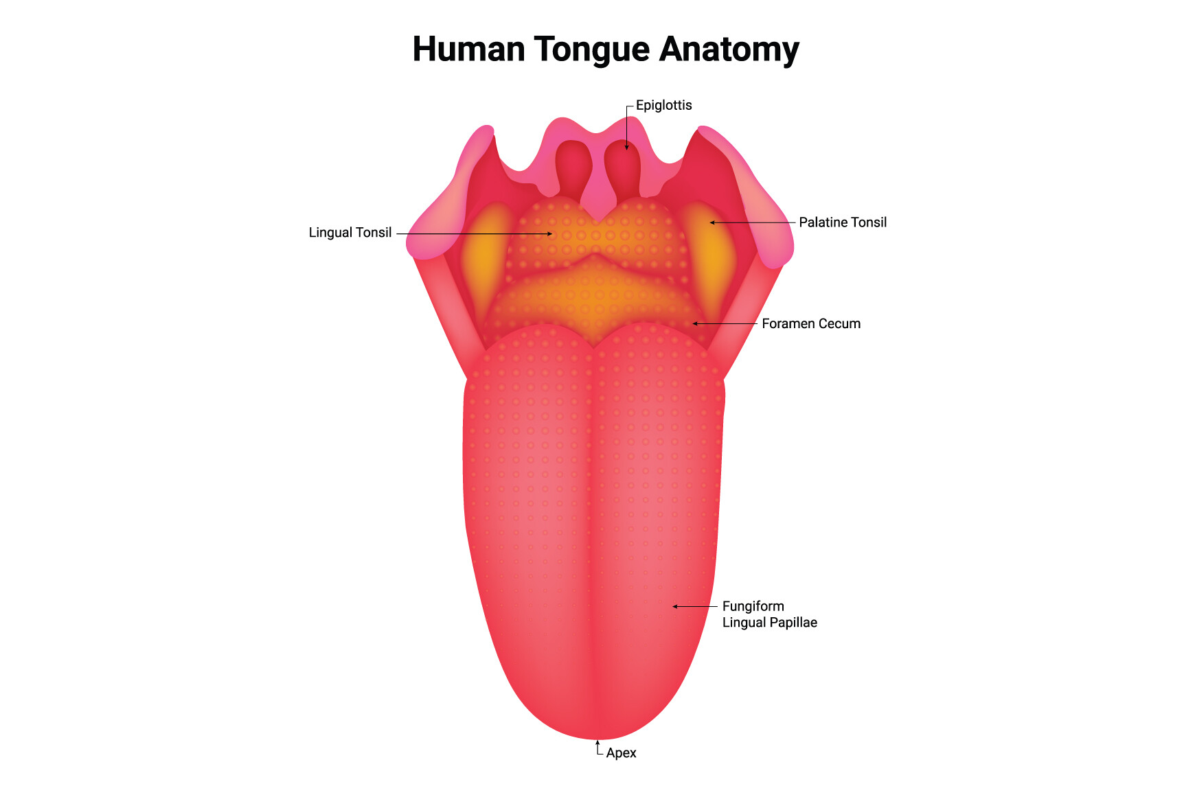 Human Tongue Anatomy Science Design Graphic by hamjaiu · Creative Fabrica
