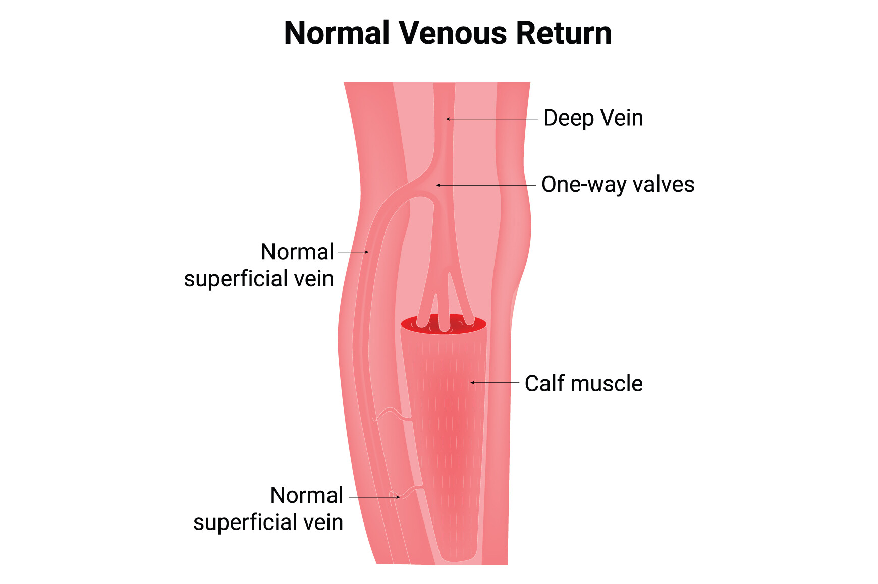 Normal Venous Return Science Design Graphic by hamjaiu · Creative Fabrica