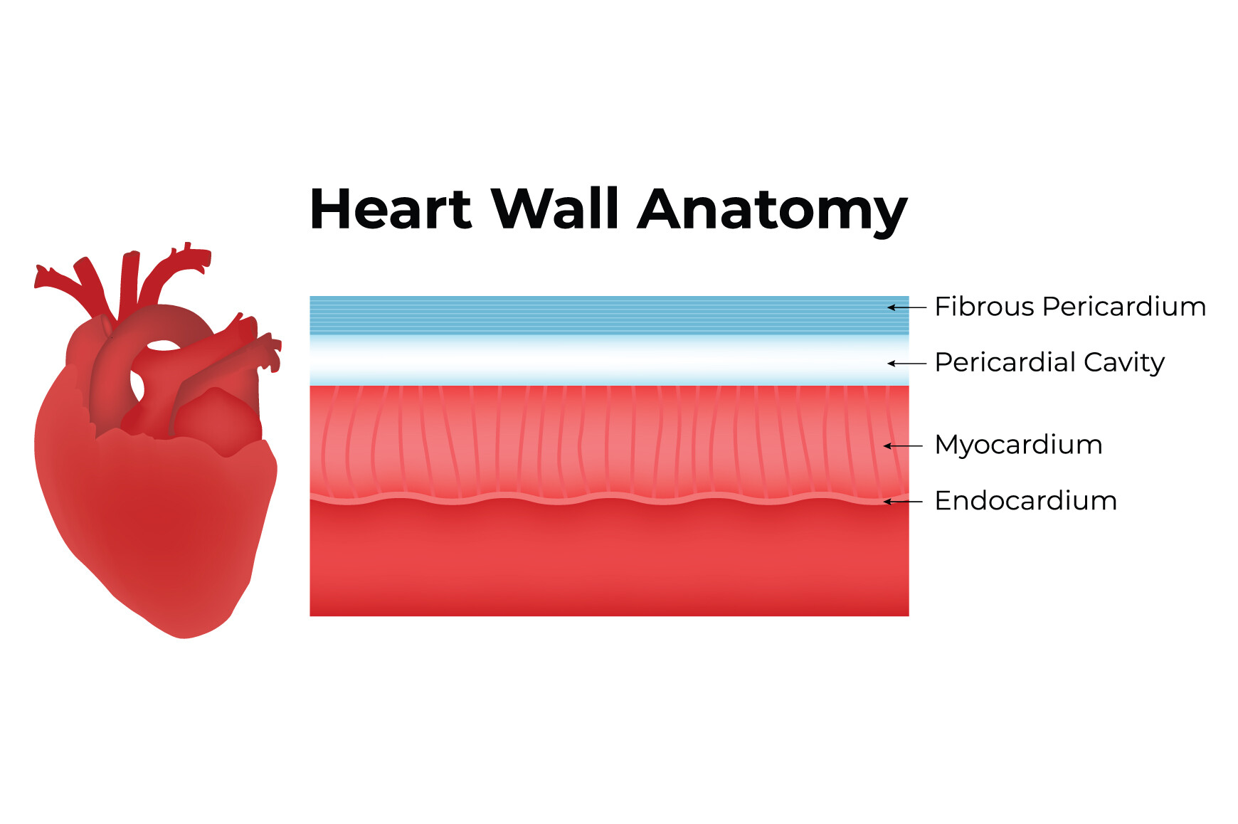 Heart Wall Anatomy Science Design Vector Graphic by hamjaiu · Creative ...