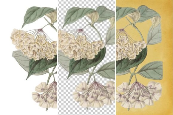 Vintage Flower Wall Art Printable 8