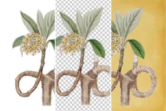 Vintage Flower Wall Art Printable 13