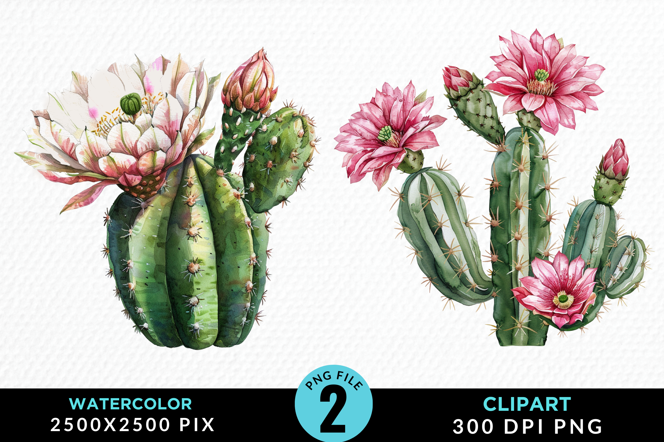 Cactus Flower Watercolor Clipart Design Graphic by Regulrcrative ...