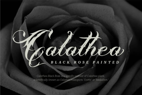 Misthycal Font PNG with transparent background - Preview 4