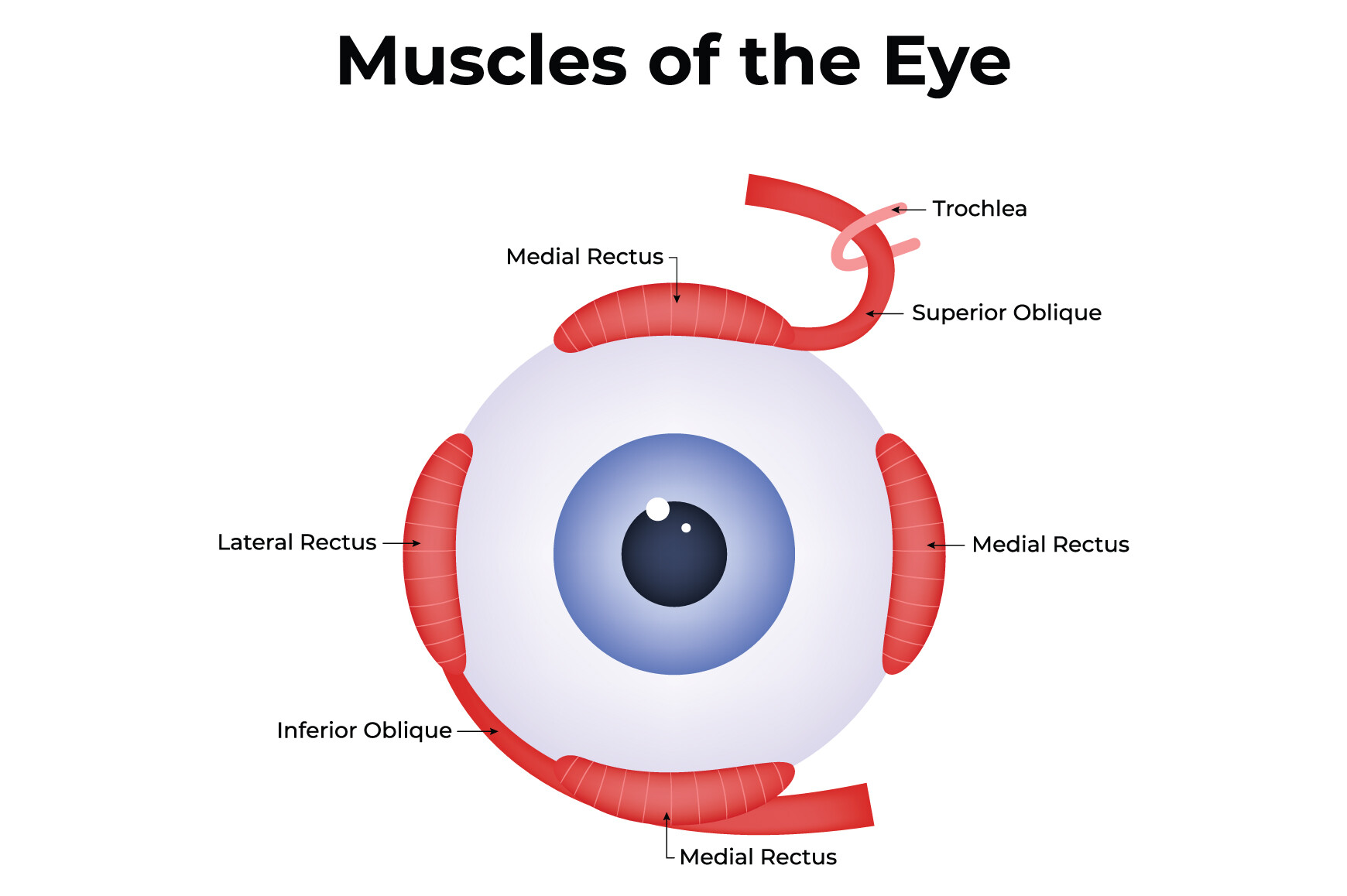 Muscles of the Eye Science Design Vector Graphic by hamjaiu · Creative ...