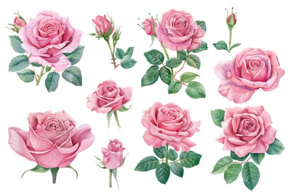 Watercolor Pink Rose Clipart Graphic by Nayem Khan · Creative Fabrica