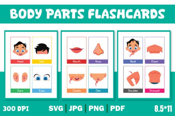 Body Parts Flashcards