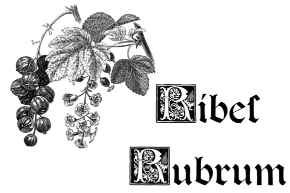 Dottore Vibulanus Font - Preview 2
