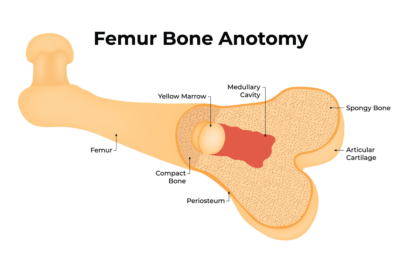 Femur Bone Anatomy Science Design Vector Graphic by hamjaiu · Creative ...