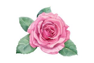 Watercolor Pink Rose Flower Graphic by Nayem Khan · Creative Fabrica