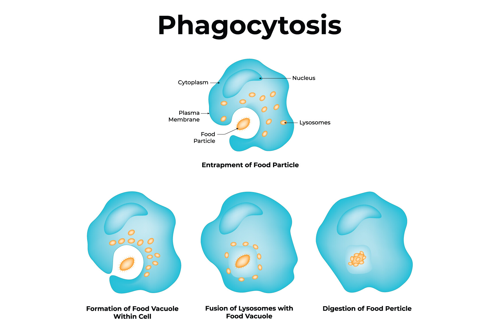 Phagocytosis Science Design Vector Graphic by hamjaiu · Creative Fabrica
