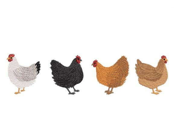 Chickens