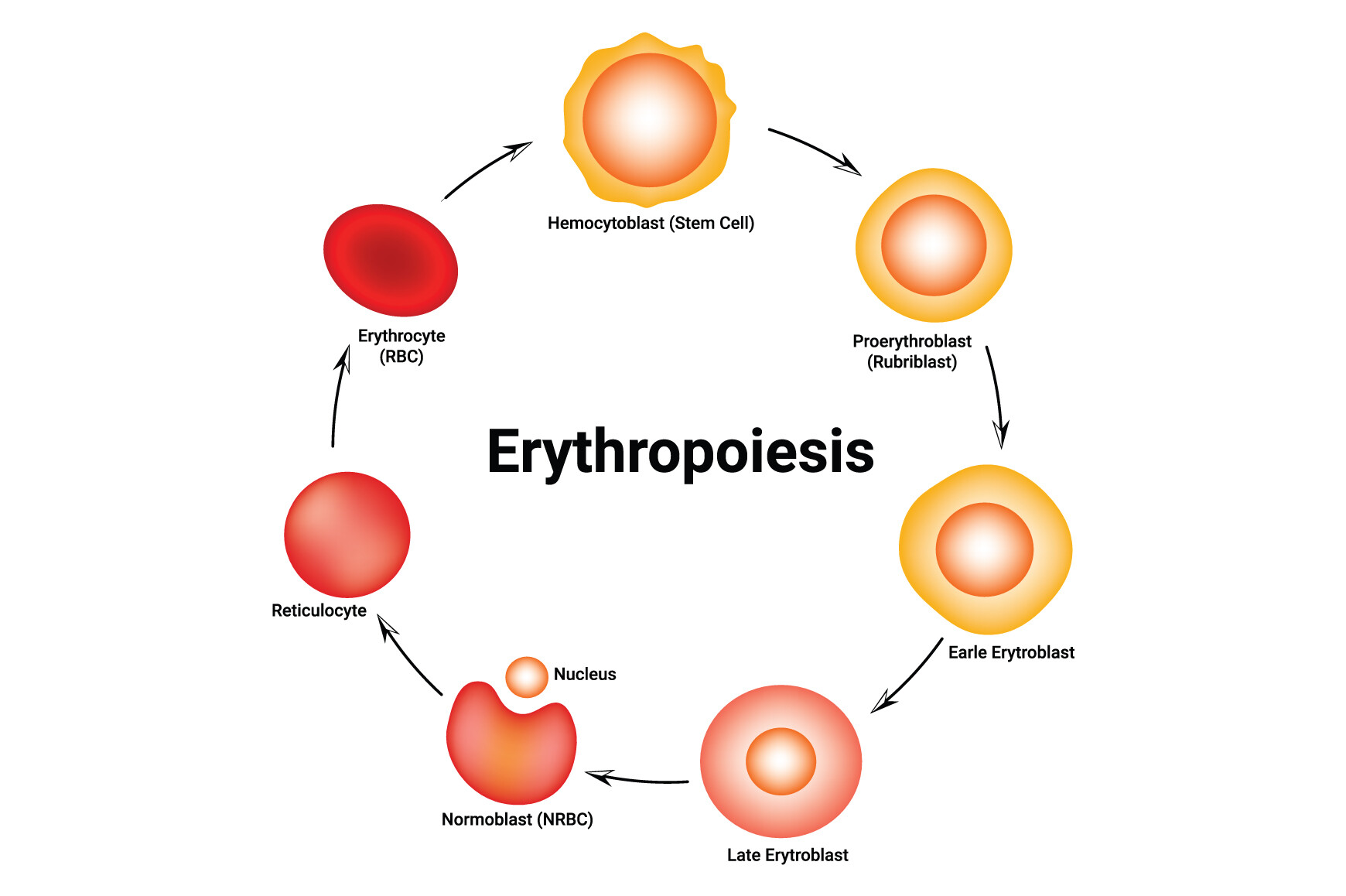 Erythropoiesis Science Design Vector Graphic by hamjaiu · Creative Fabrica