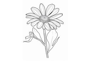 Daisy Flower Adults Coloring Page Graphic by Forhadx5 · Creative Fabrica