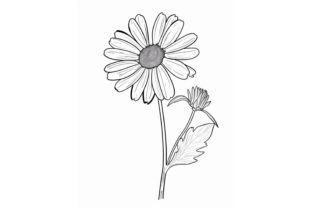 Daisy Flower Adults Coloring Page Graphic by Forhadx5 · Creative Fabrica