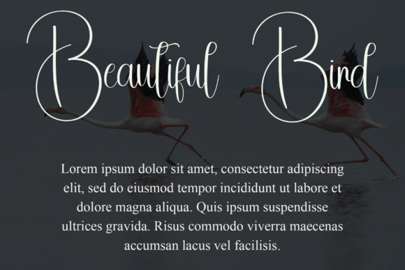 Flamingo Font - Preview 6