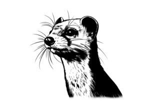 Stoat Graphic by Esha's Designs · Creative Fabrica