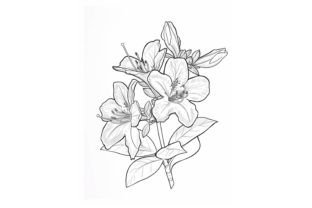 Azalea Flower Coloring Page Graphic by Forhadx5 · Creative Fabrica