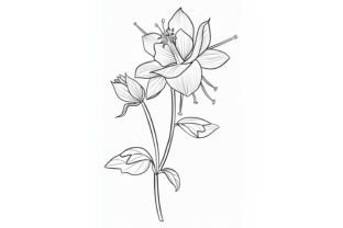 Columbine Flower Coloring Page Graphic by Forhadx5 · Creative Fabrica