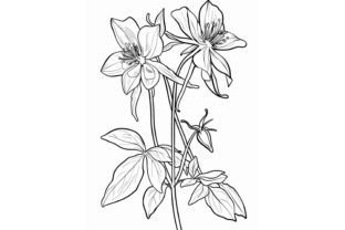 Columbine Flower Coloring Page Graphic by Forhadx5 · Creative Fabrica