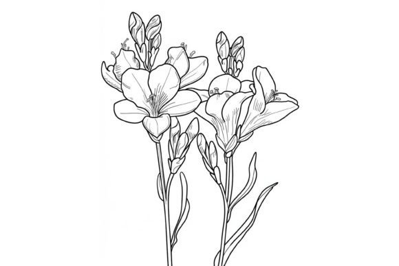 Freesia Flower Coloring Page