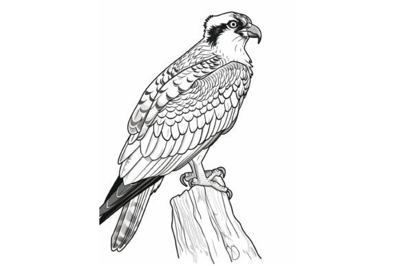 Osprey Coloring Page for Adults Graphic by Forhadx5 · Creative Fabrica
