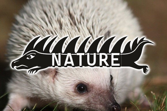 Hedgehog Font - Preview 1