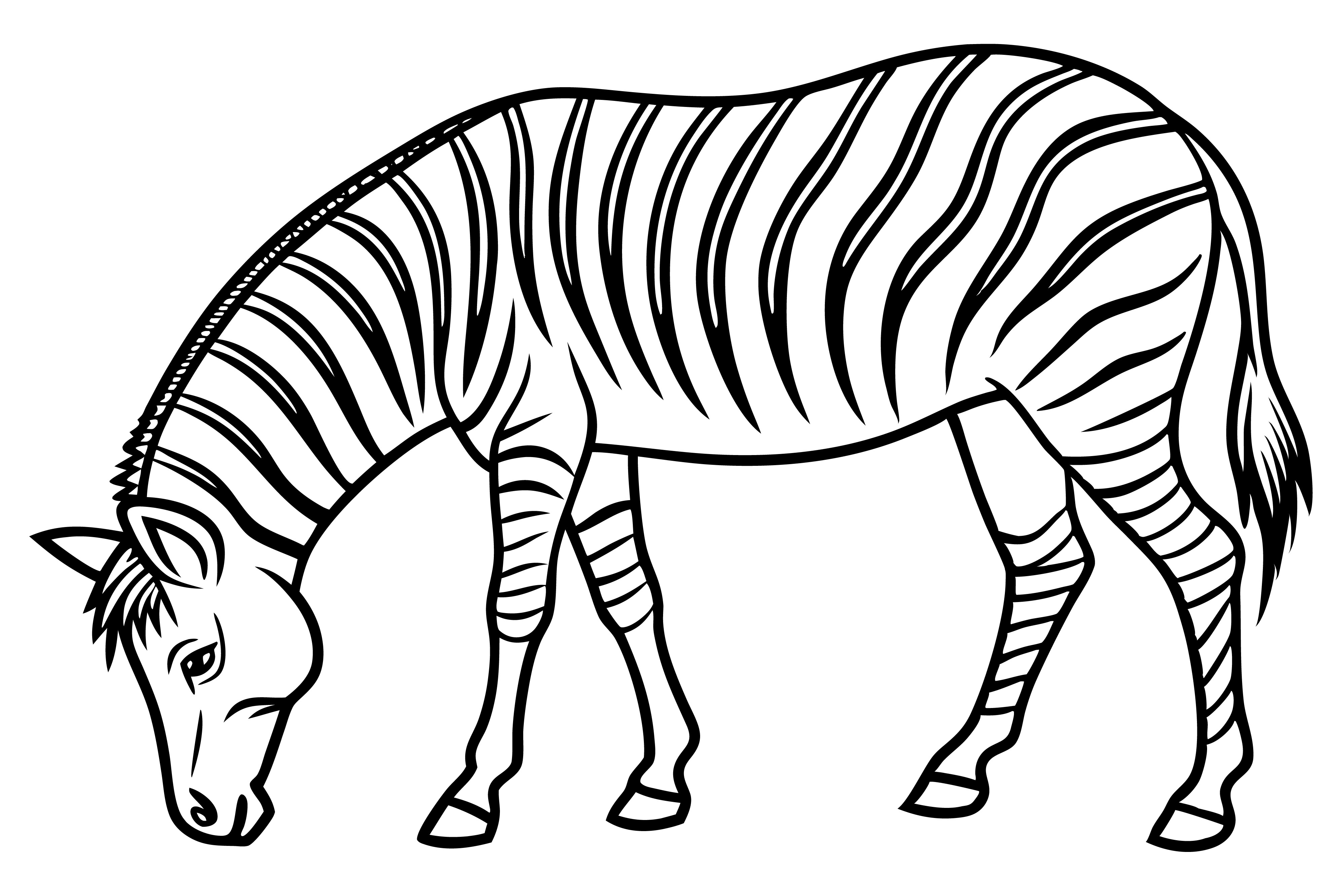 Zebra Vector Illustration Graphic by SKShagor Barmon · Creative Fabrica