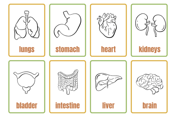 Anatomy Font - Preview 4