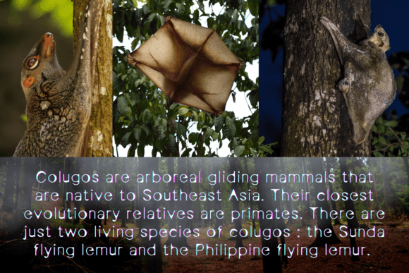 Colugo Membrane Font PNG with transparent background - Preview 1