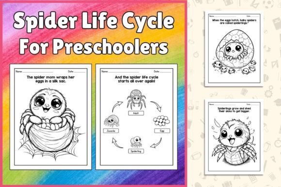 Spider Life Cycle Printable Worksheets