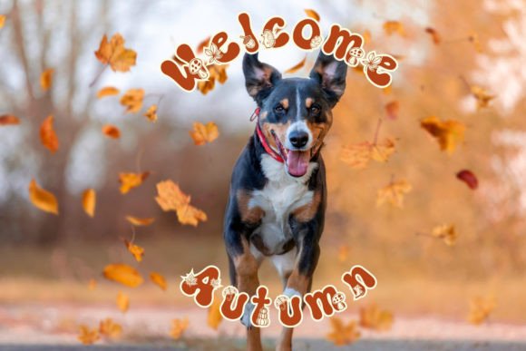 Autumn Font - Preview 4