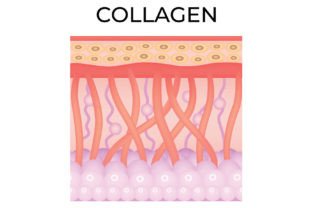Collagen Science Design Vector Diagram Graphic by hamjaiu · Creative ...
