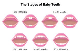 The Stages of Baby Teeth Science Design Graphic by hamjaiu · Creative ...