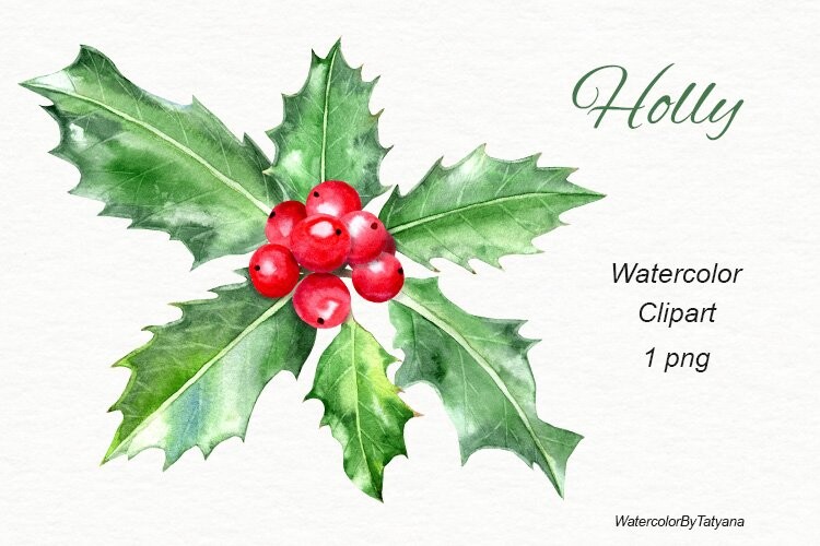 Christmas Flower Holly Drawing.