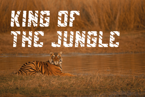 Macan Loreng Font PNG with transparent background - Preview 1