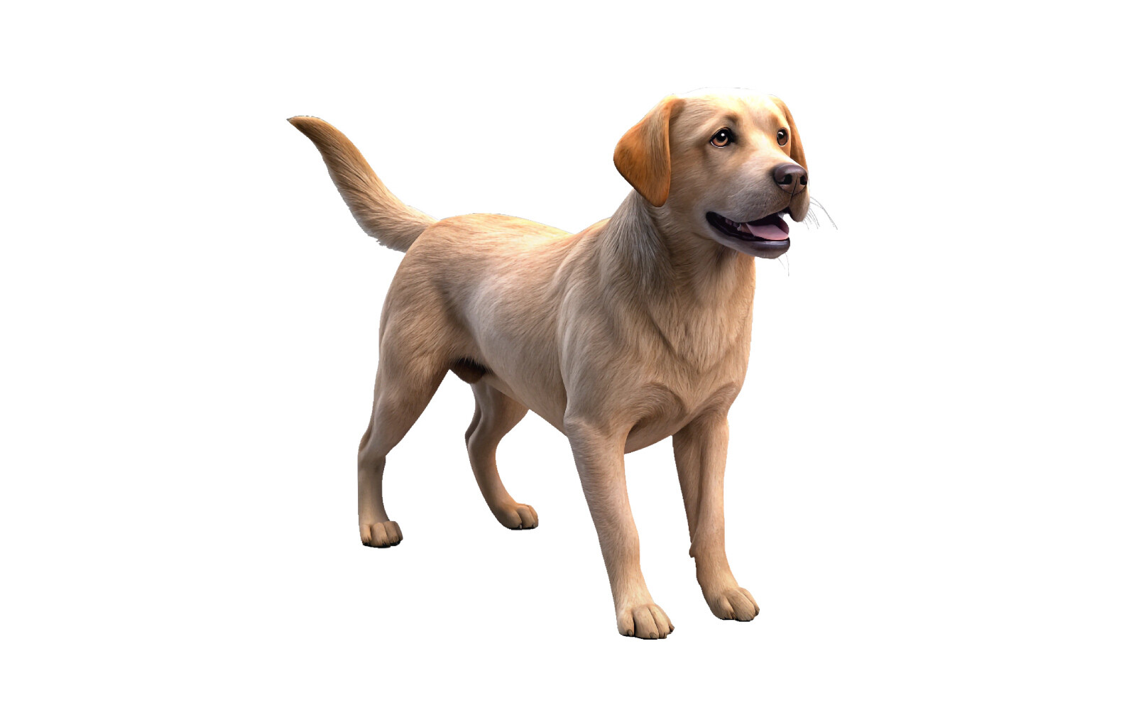 Dynamic Labrador Retriever Graphic by Photowall · Creative Fabrica