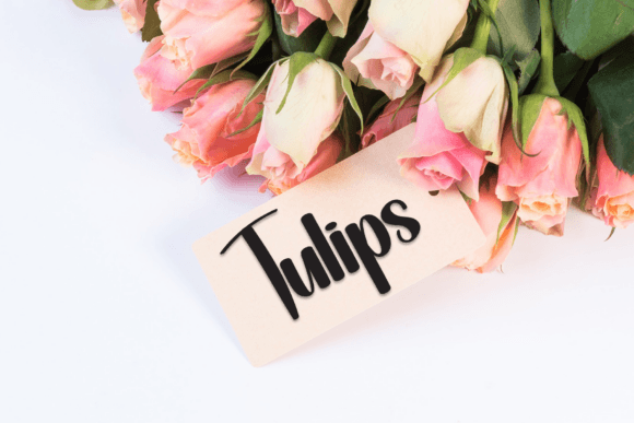 Birghton Font Font - Preview 4