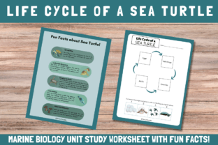 Life Cycle of a Sea Turtle Graphic by DigiGrove · Creative Fabrica