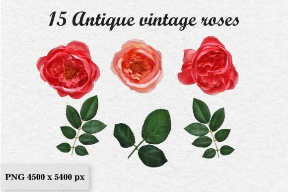 15 Antique Vintage Flowers