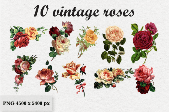 10 Vintage Roses