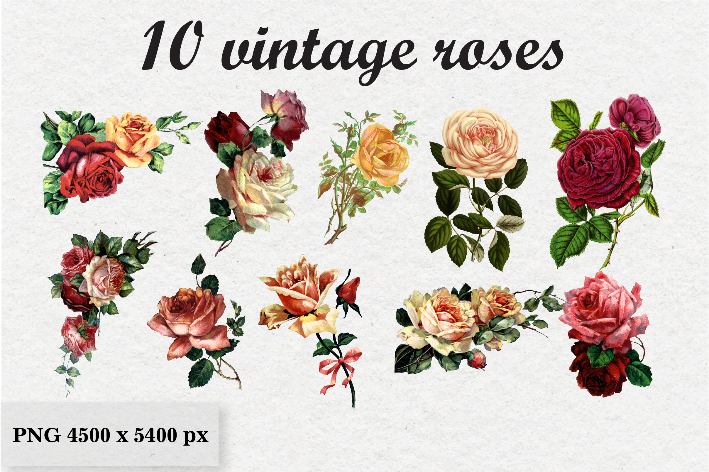 10 Vintage Roses