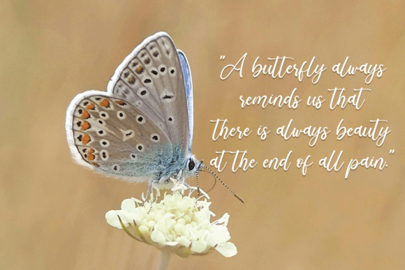 Butterfly Font - Preview 4