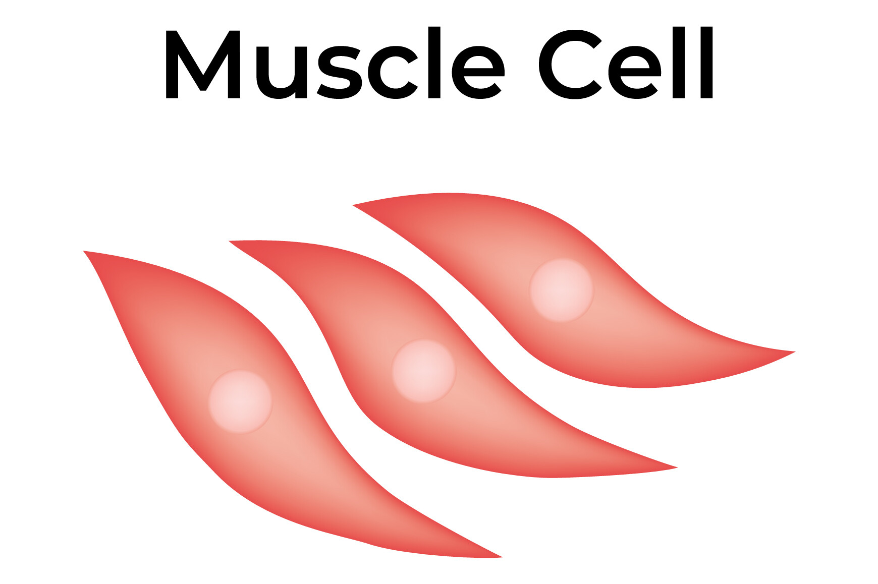 Muscle Cell Science Design Vector Graphic by hamjaiu · Creative Fabrica