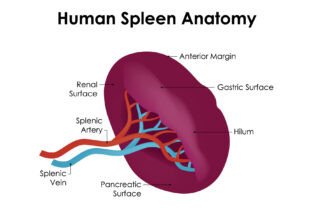 Human Spleen Anatomy Science Design Graphic by hamjaiu · Creative Fabrica