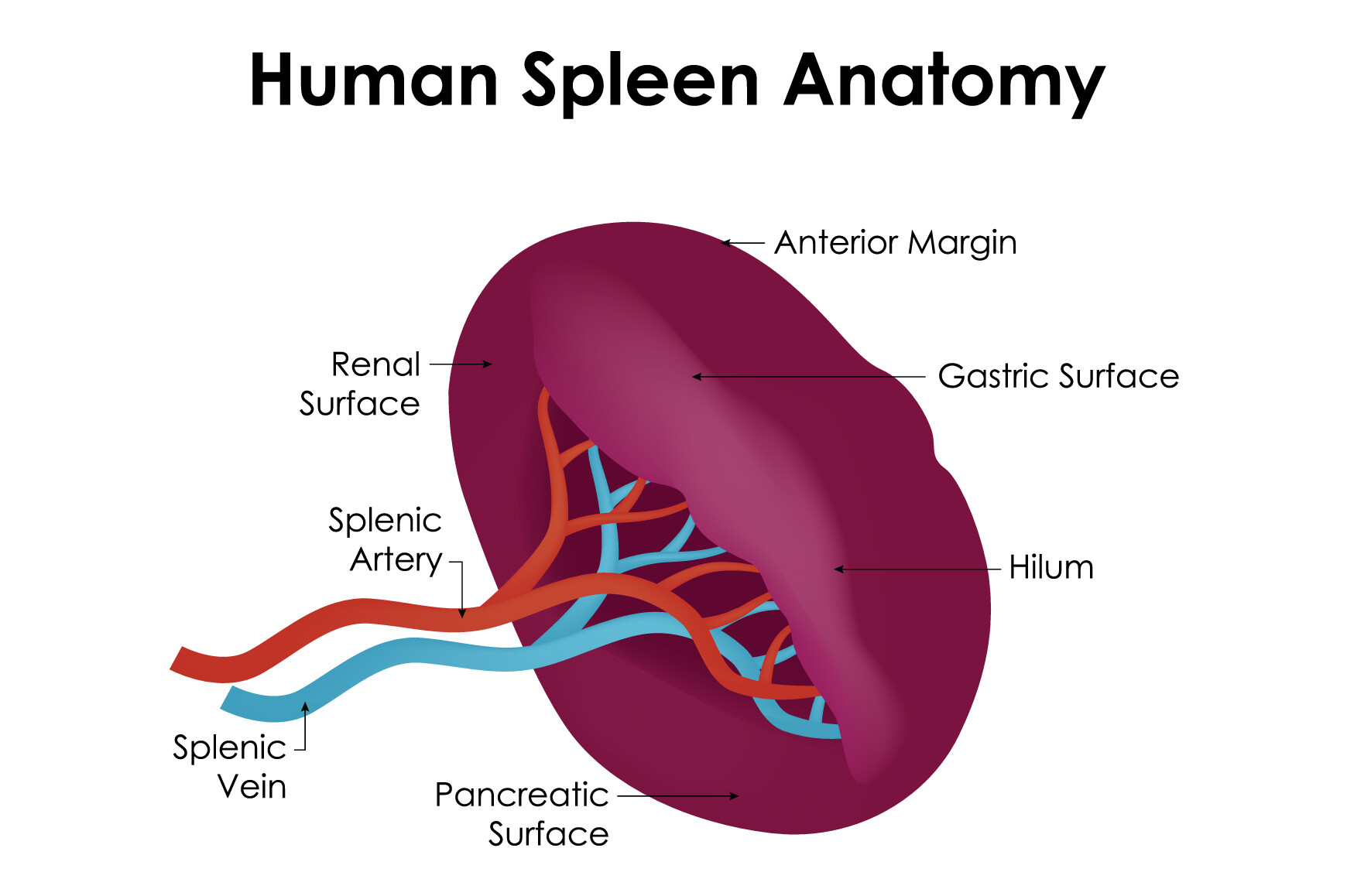 Human Spleen Anatomy Science Design Graphic by hamjaiu · Creative Fabrica