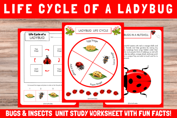 The Life Cycle of a Ladybug Worksheet