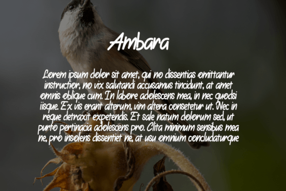 Ambara Font - Preview 2